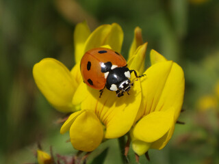 Seven-spot ladybird beetle (Coccinella septempunctata) on bird's-foot trefoil flowers © Distracted_by_Bugs