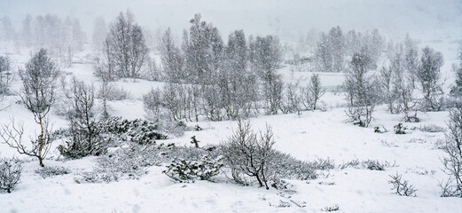 Snowy Nordic Landscape With Birch Trees During Snowfall