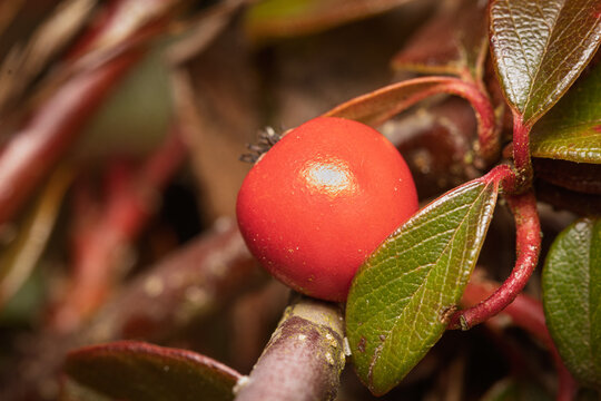 Beere eines Cotoneaster