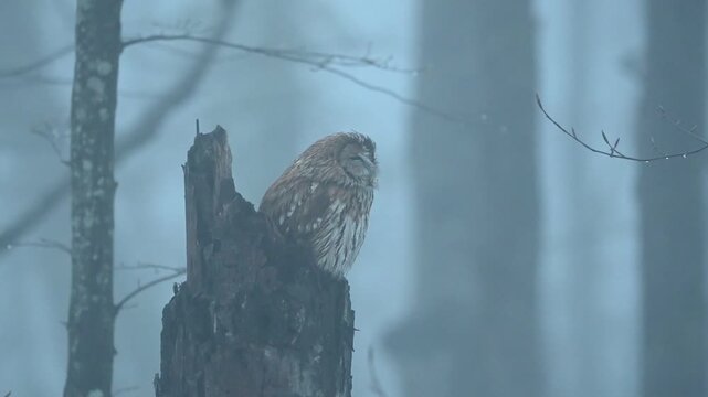 Tawny owl Strix aluco perched on a tree trunk, shaking its feathers in a misty, humid forest. Close-up view of owl behavior captured in natural wildlife environment in slow motion.