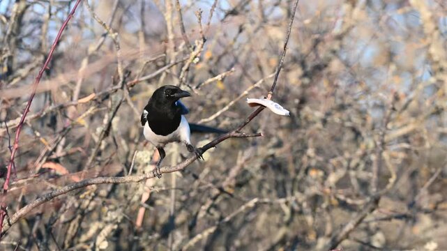 Magpie Pica pica chasing away another bird from a branch with hanging fat. Close-up view of bird behavior captured in slow motion outdoors.