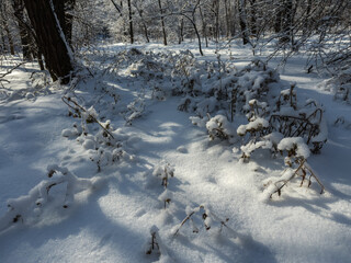 High dry grass covered with snow and hoarfrost in forest