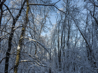 Trees and bushes covered with ice and snow in forest