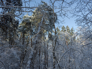 Trees and bushes covered with ice and snow in forest