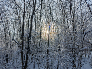 Trees and bushes covered with snow in forest backlit