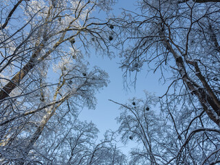 Deciduous trees tops covered with ice and snow against sky