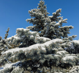 Blue spruce covered with snow against the clear sky