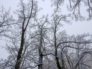 Tops of old oaks covered with snow against cloudy sky