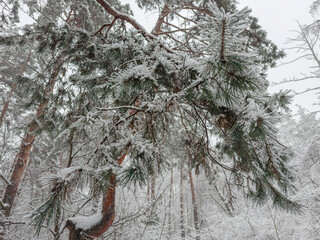Pine branch covered with snow in winter foggy forest