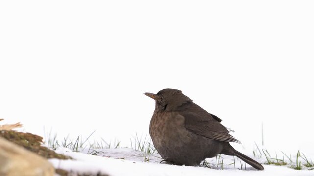 Common Blackbird Turdus merula stands alert on the snowy ground during a winter snowfall. The bird pauses its foraging, turning its head to scan its surroundings with a cautious gaze. Slow motion.