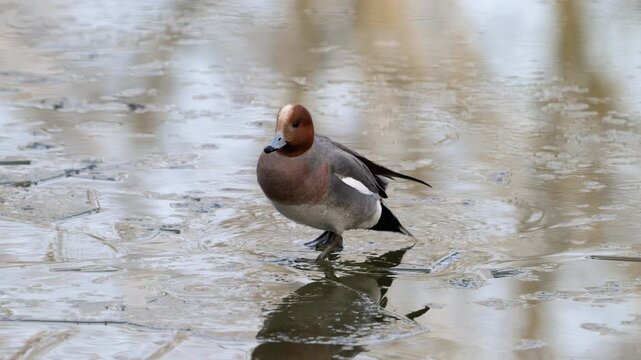 Gadwall duck Mareca strepera walking carefully on the ice of a frozen lake in natural wildlife environment. Close-up view of wild duck behavior captured in slow motion outdoors.