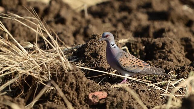 Turtle Dove, European Turtle Dove Streptopelia turtur. Slow motion.
