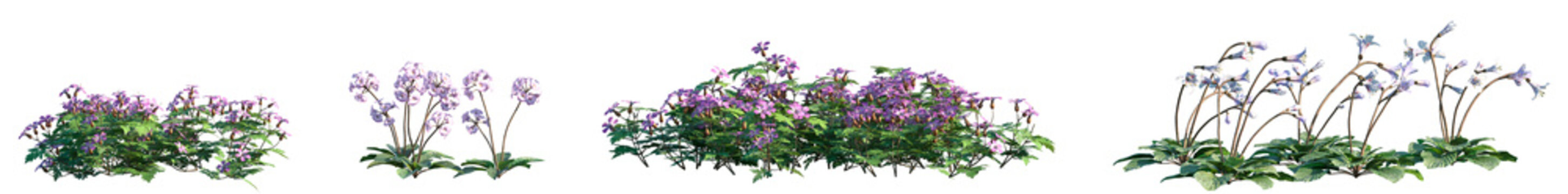 Set of Geranium robertianum and Corallodiscus lanuginosus flowering frontal isolated png on a transparent background perfectly cutout	