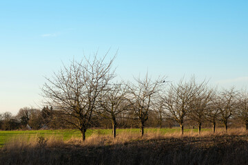 Obraz premium Bare trees on a sunny autumn day