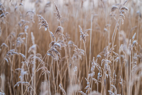 Frozen reed grass with hoarfrost in quiet winter landscape.