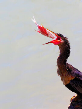 Anhinga bird (Anhinga anhinga) tossing a fish in the air preparing to eat it on the Gulf of Mexico.