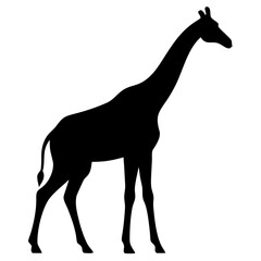 Fototapeta premium A black silhouette of a giraffe standing on a white background on transparent background