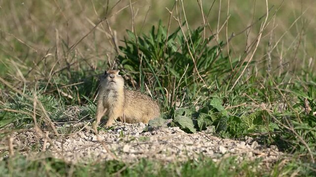 Little Ground Squirrel Spermophilus pygmaeus, feeding in its natural habitat. The animal sits nibbling on food surrounded by grass. Slow motion Close up.