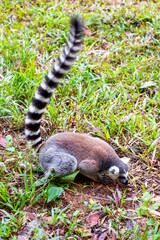 Fototapeta premium A ring-tailed lemur sits on the ground, holding its long striped tail high against a backdrop of grass.