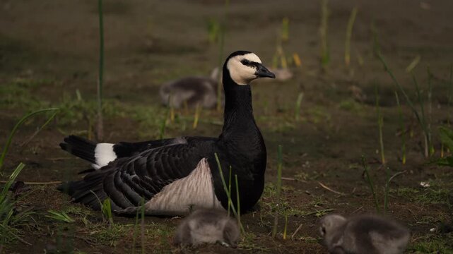 An adult barnacle goose (Branta leucopsis) sitting on the gound surrounded by its chickens