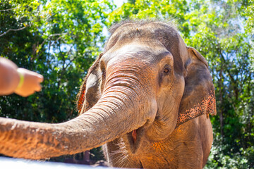 Fototapeta premium A human hand places food on the tip of an elephant's trunk, a moment of human-animal interaction at a sanctuary.