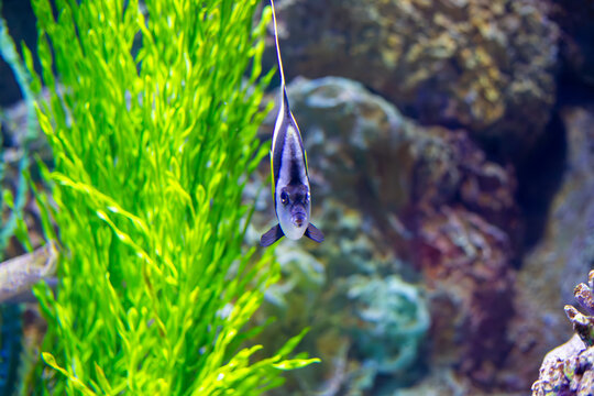 A graceful longfin butterflyfish with vibrant black, white, and yellow markings swims near a coral reef in saltwater.
