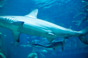 Obraz premium A side view of a large shark swimming in clear blue water, with detailed images of its fins and gills.