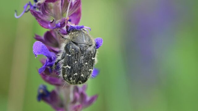 Hairy rose beetle Tropinota hirta crawling on a plant in natural environment. Close-up macro view of insect movement and behavior captured in slow motion outdoors.