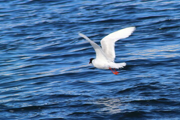 Gaviota volando.