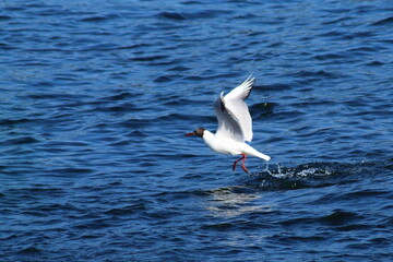 Gaviota volando por la r&iacute;a de Ortigueira.