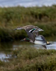 Pair of Eurasian Teal Flying Over Wetlands at Bull Island, Dublin, Ireland