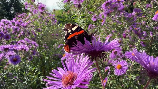 Butterfly on aster flowers in garden.