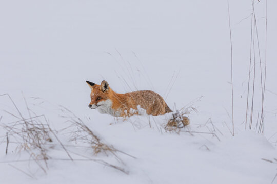 Geduckter Fuchs im Schnee  am Wegesrand &ndash; vorsichtig pirschend in ruhiger High-Key-Winterlandschaft mit Copy Space