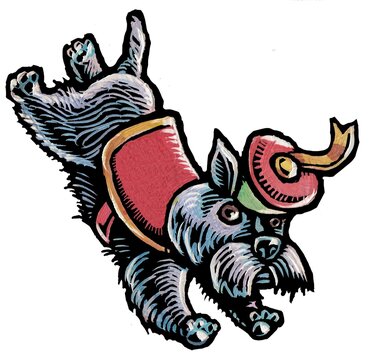 scotty dog scottish terrier in red Tam O'Shanter hat and coat