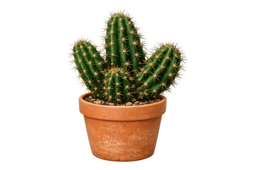 Potted green cactus growing in a terracotta pot, a succulent desert plant with spikes on transparent background