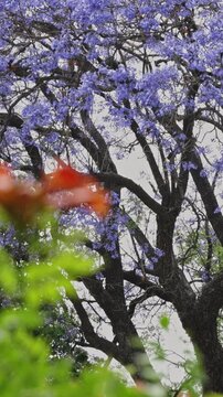 Blooming Jacaranda mimosifolia tree in the park in Lisbon