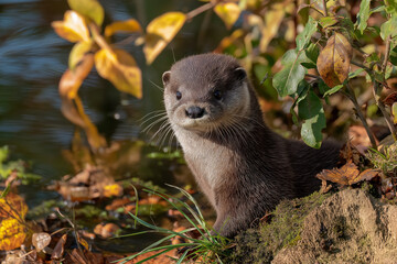 Fototapeta premium Otter pup playing on riverbank on a sunny day