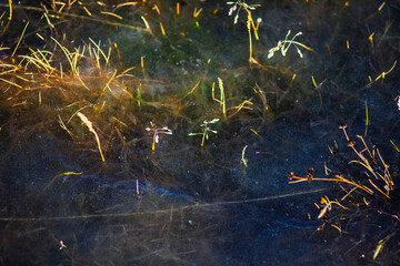 Close-up of Dry Grass and Plants Frozen Under a Layer of Ice in Winter Nature