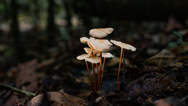 Peque&ntilde;os hongos silvestres blancos creciendo entre hojas secas en bosque oscuro