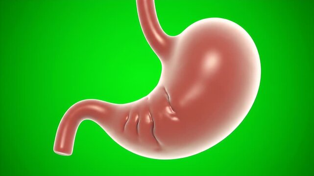 3D Detailed CGI Model of Human Stomach Isolated on Green Screen Background for Medical Education and Healthcare