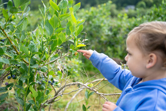 Young 3 yr old girl pointing to a snail on a blueberry bush in a u-pick blueberry farm field, exploring nature
