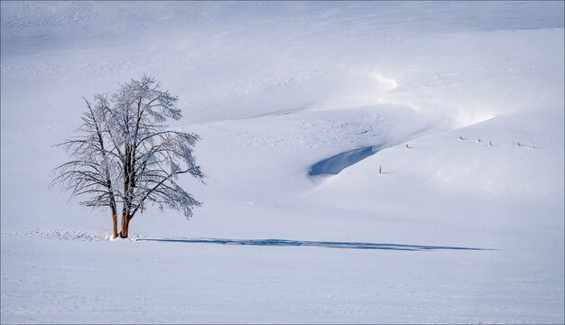 cy Tree and Snow Drift