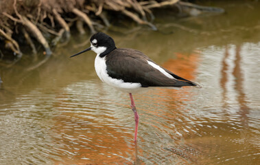Black-Necked Stilt Wading On Sandy Shore With Long Pink Legs