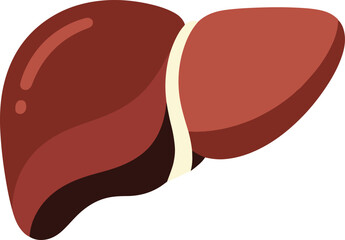 Obraz premium Anatomical human liver showing both lobes with highlights and shadows, clean medical vector illustration