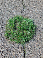 Early grass breaks through the asphalt