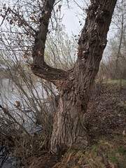 Poplar grows in the shape of the number four. Unique tree on the lake shore