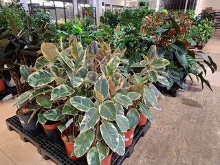 Green flowers in a flower shop. Flower shop interior