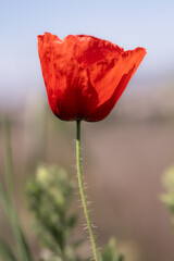 Obraz premium Close-up of Vibrant Red Poppy in Bloom