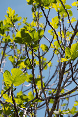 Fototapeta premium Lush Greenery: Young Leaves Reaching for the Sky