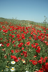 Wild red poppy field with daisies under clear blue sky
